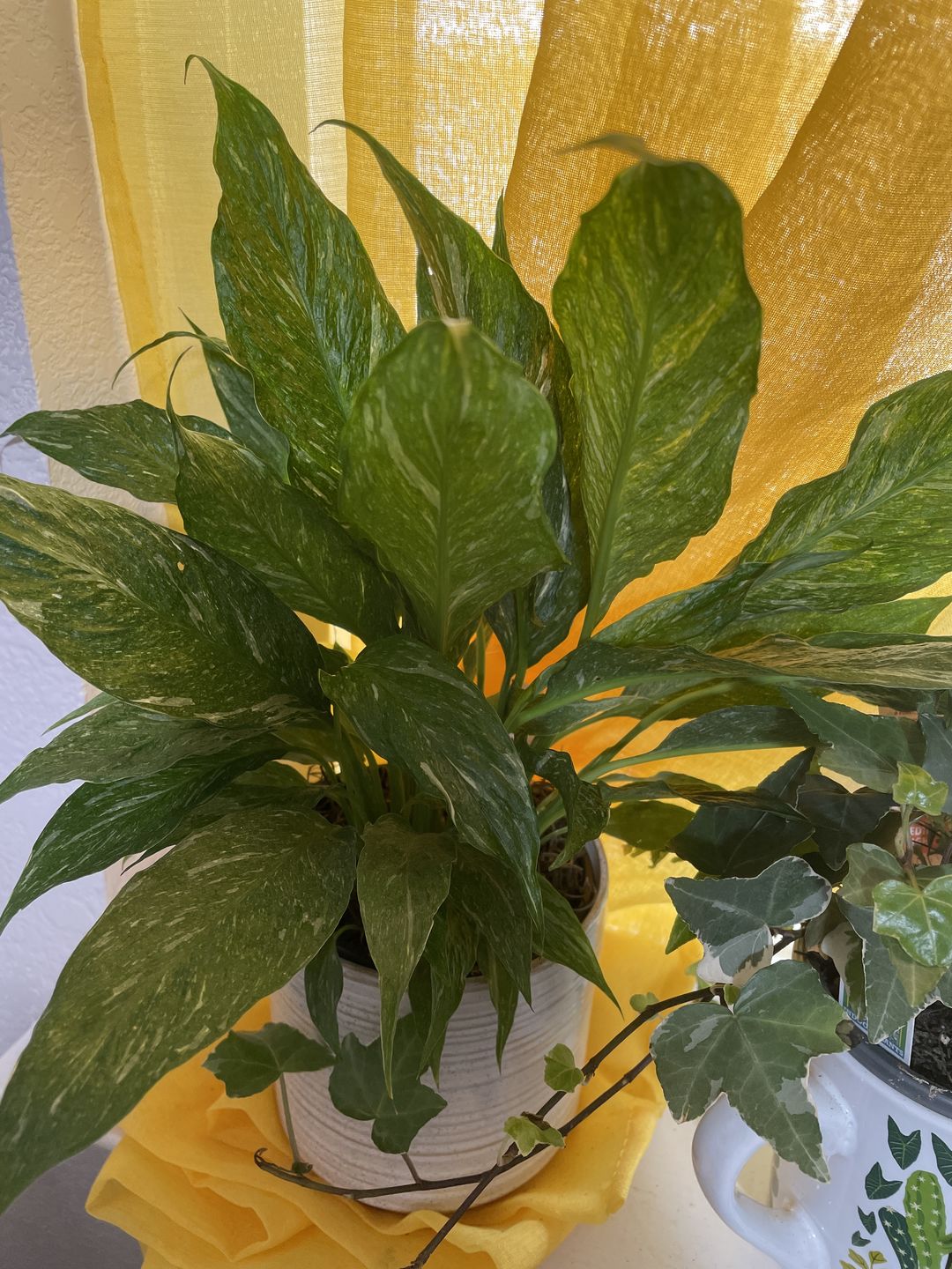 Customer photo review of 4" Spathiphyllum 'Domino'