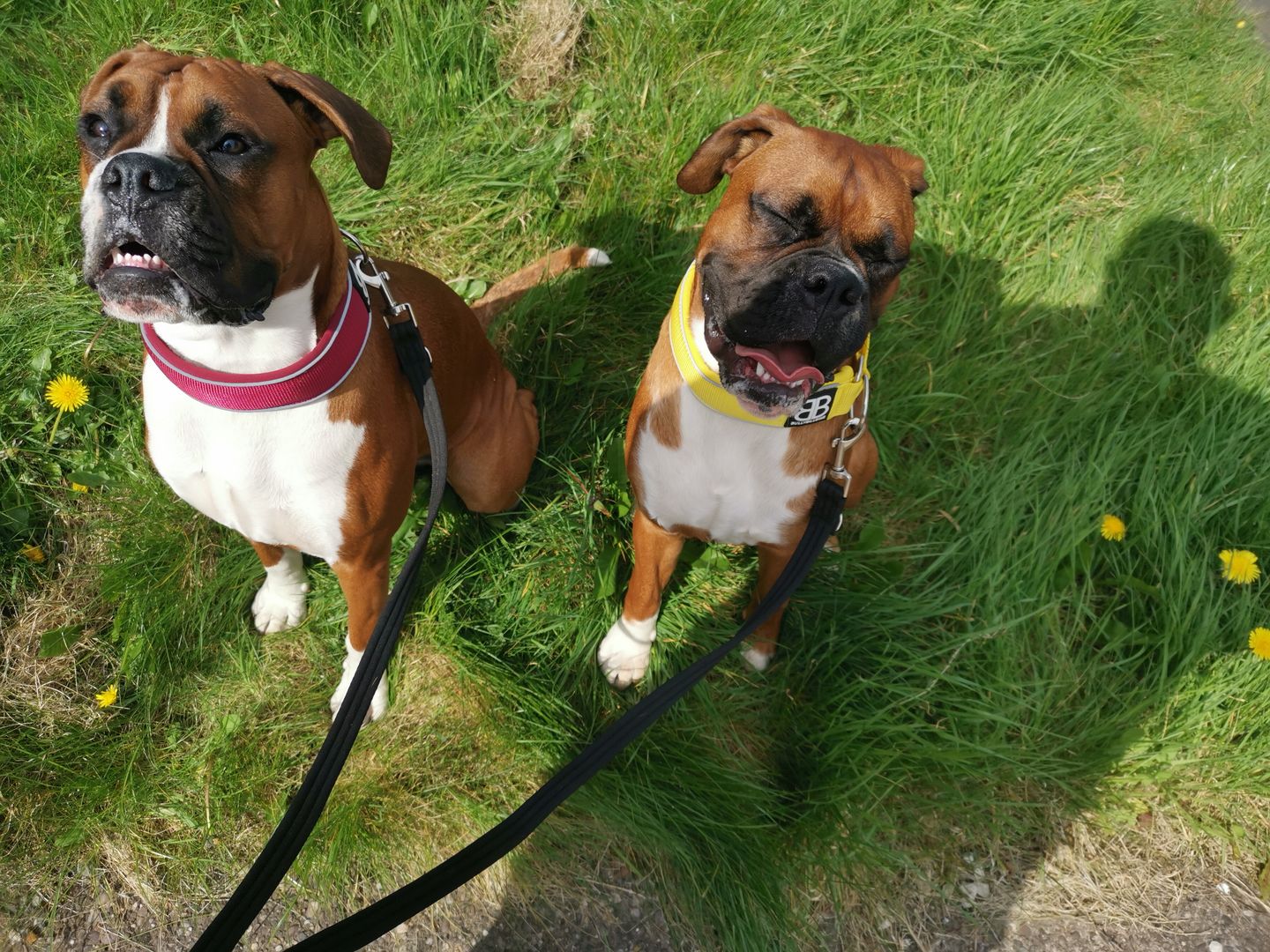 Customer photo review of 5cm RR Collar | Soft Padded & Reflective | Series 2 - Burgundy