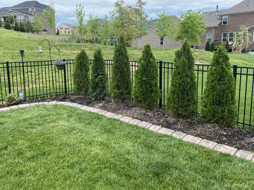 Customer photo review of Vinca Minor Bowles 50 count Flat