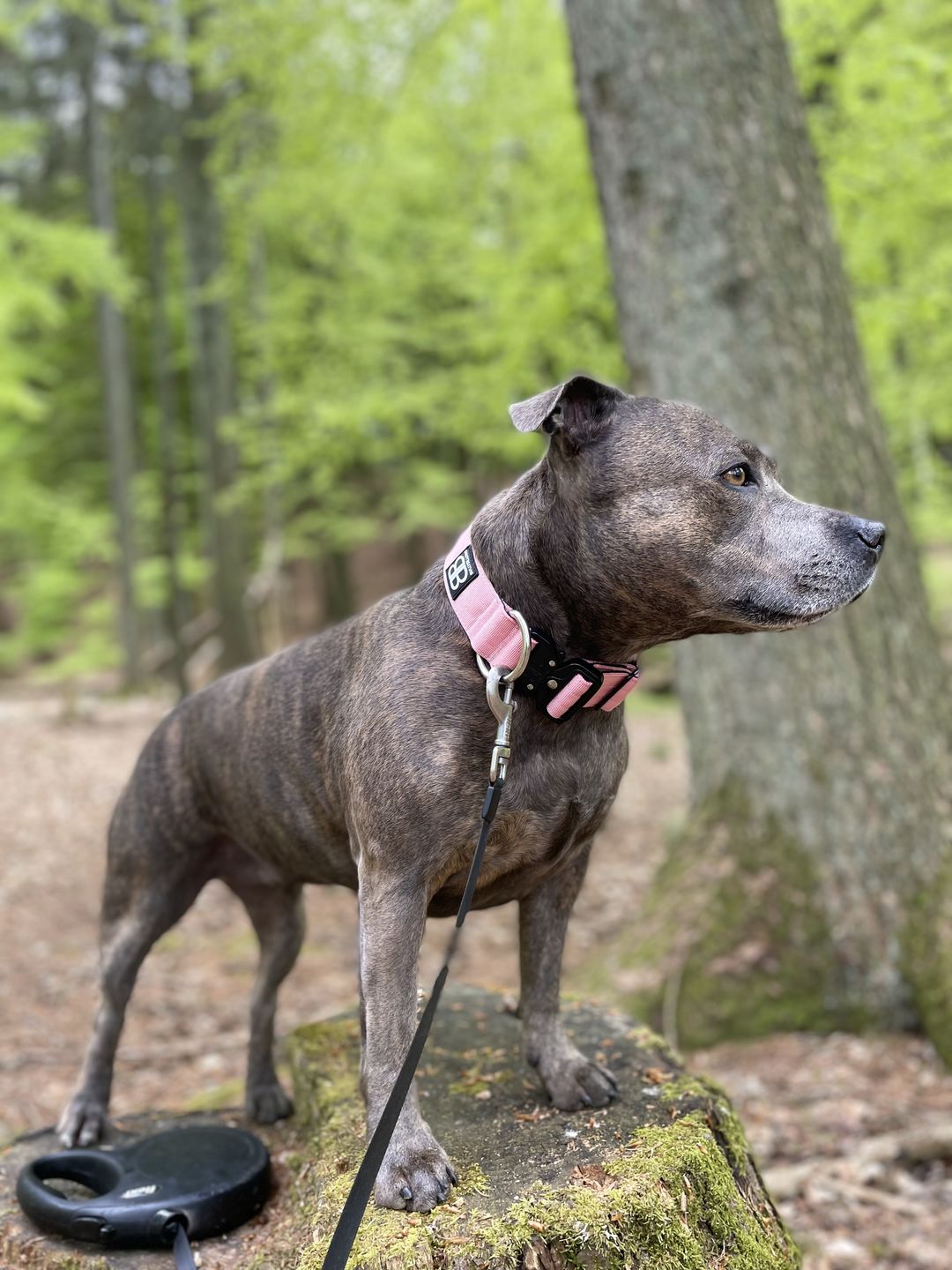 Customer photo review of 4cm Combat® Collar | Rated Clip - NO HANDLE - Pink v2.0