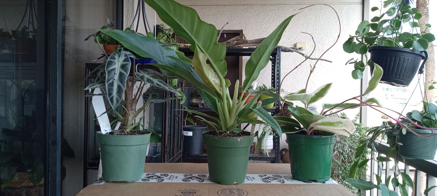 Customer photo review of 4" Alocasia 'Bambino'