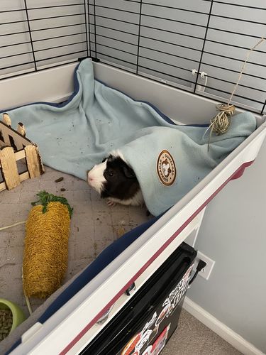 Customer photo review of GuineaDad Liner - Full Size Fleece Liner with Pockets