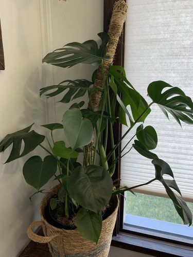 Customer photo of The Original Bendable Moss Pole™ - Best Seller (Pins Included) from Mandi L.