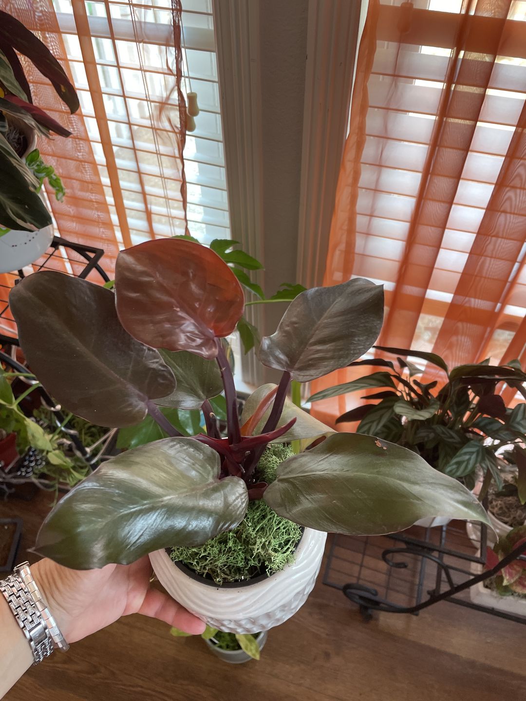Customer photo review of 4" Philodendron 'Red Congo Mini'