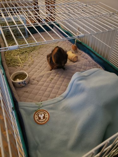Customer photo review of GuineaDad Liner - Full Size Fleece Liner with Pockets