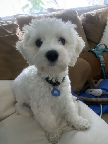 Customer photo review of Blue