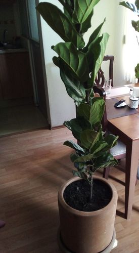 Customer photo review of Ficus Lyrata (Pandurata)