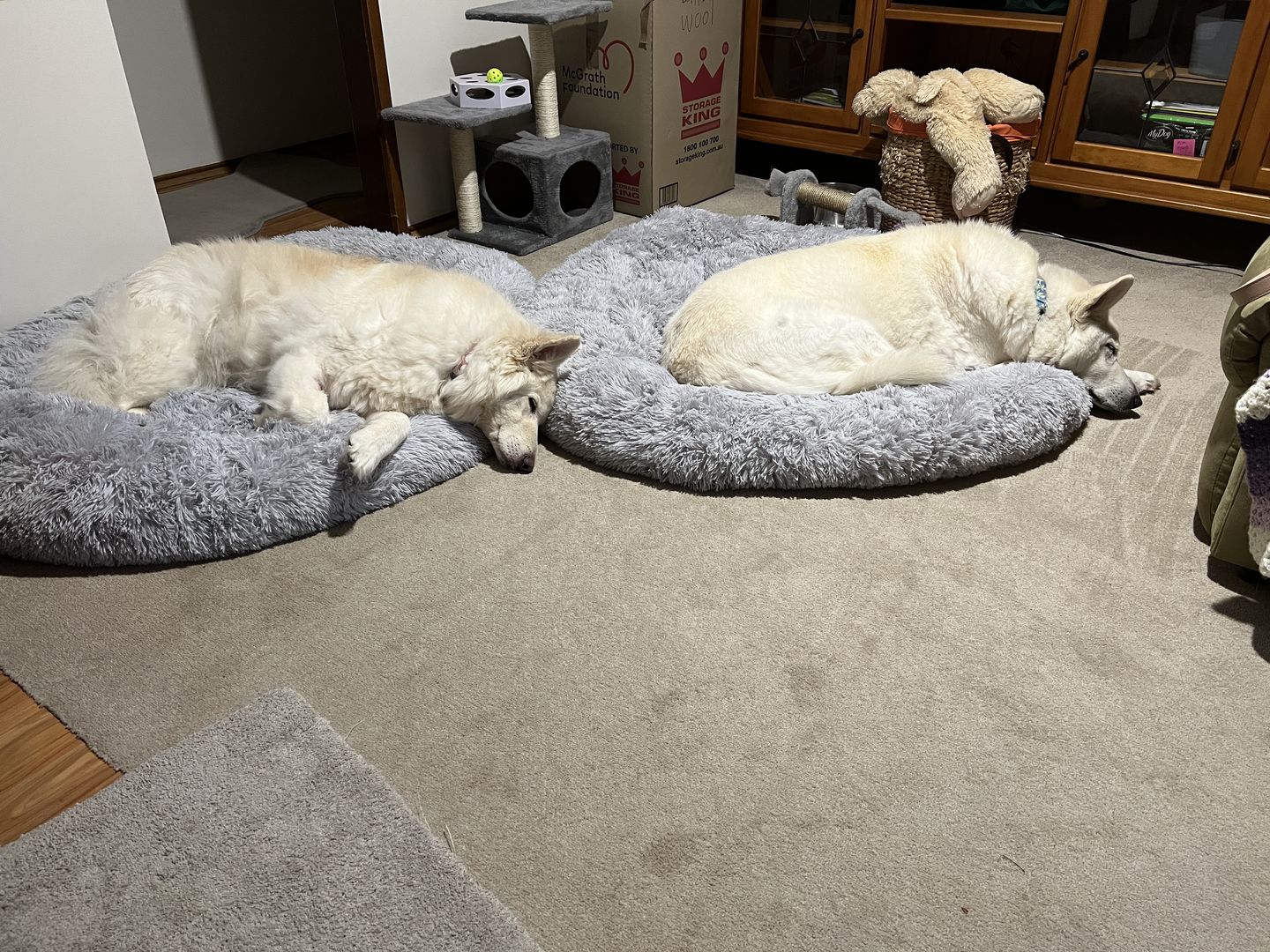 Customer photo review of Super Soft Calming Dog Beds
