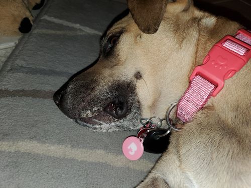 Customer photo review of Pink