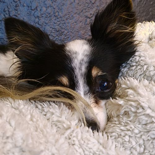 Customer photo review of Tips & Toes - Nose and Paw Balm