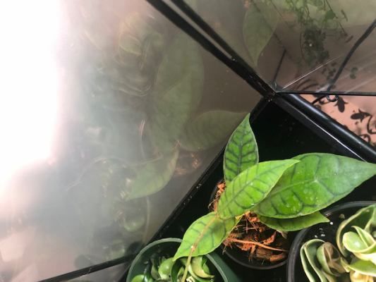 Customer photo review of 3" Hoya callistophylla
