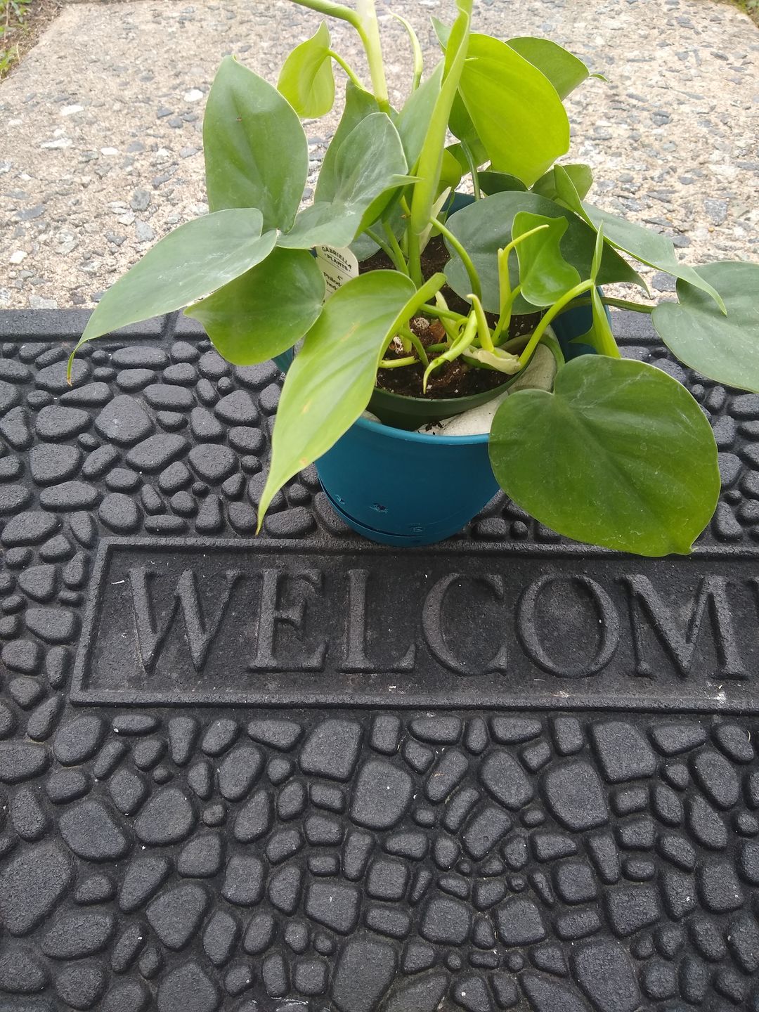 Customer photo review of 4" Philodendron hederaceum