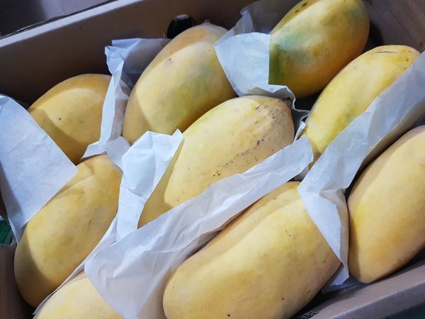 Customer photo review of Multan's Sindhri Mango