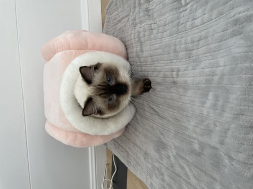 Customer photo review of Furrytail Little Snail Cat Bed
