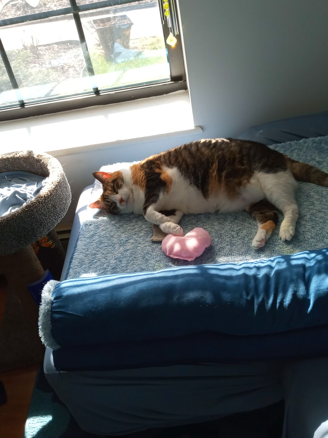 Customer photo review of Cat Hair Removal Massaging Shell Comb