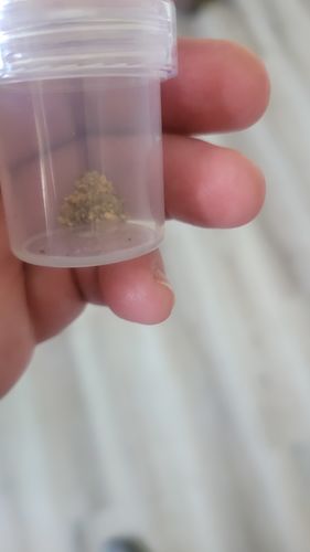 Customer photo review of *BOGO* Gold Diggers Delight '10 TROY OUNCE GOLD HUNT' - Gold Paydirt Panning Concentrates