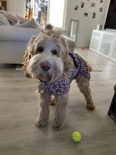 Customer photo review of Visibility Raincoat Lite Leopard for Dogs