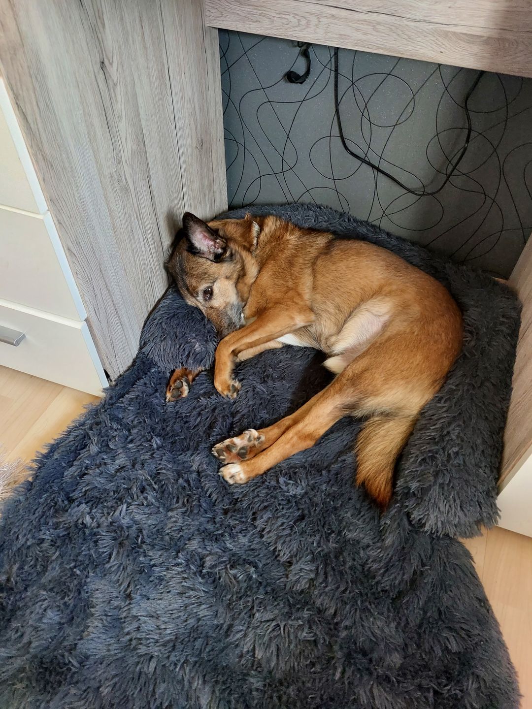 Customer photo review of *NEU* Emmalove - Flauschiges Hundebett für dein Sofa