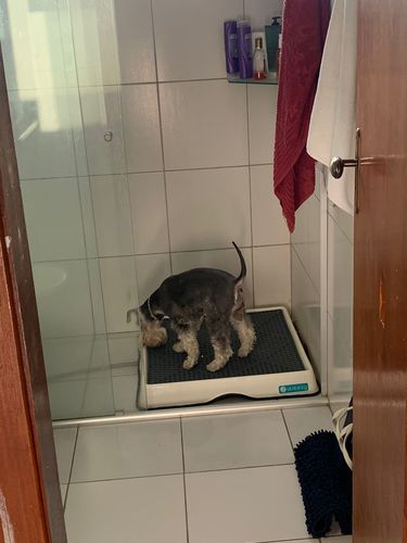 Customer photo review of Weasy Cão