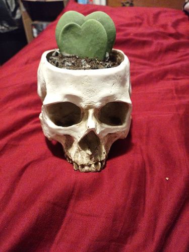 Customer photo review of Just Love Skulls Head Pot