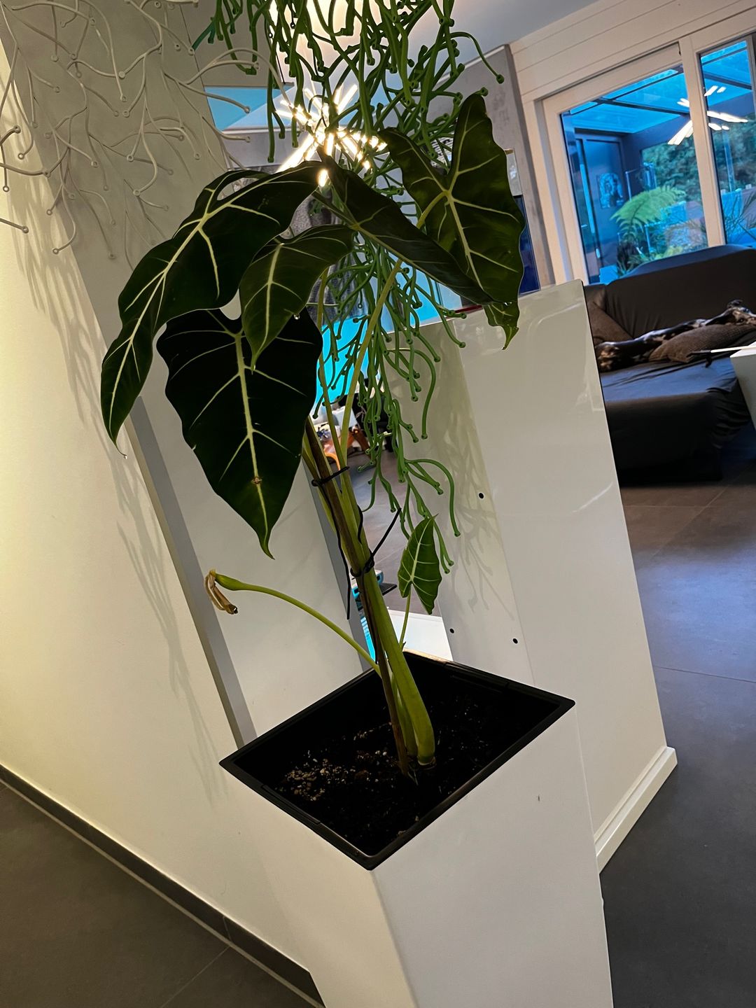 Customer photo review of ALOCASIA DRAGON SCALE