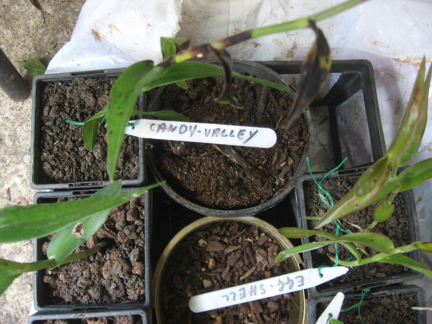 Customer photo review of Crucifix Orchid (Epidendrums)
