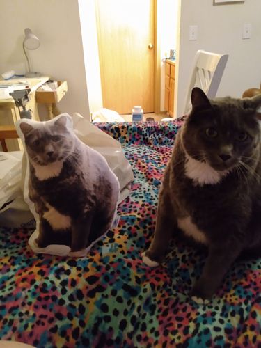 Customer photo review of Create A Custom Cat Pillow