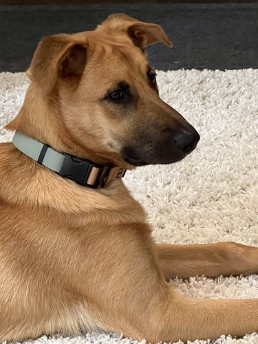 Customer photo review of Sage Collar - Recycled Ripstop