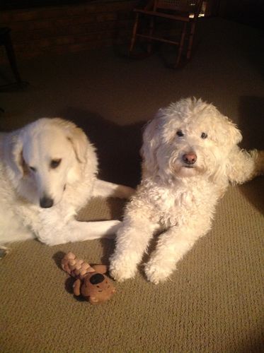 Customer photo review of Daily Vitamins for Dogs - 60 Soft Chews