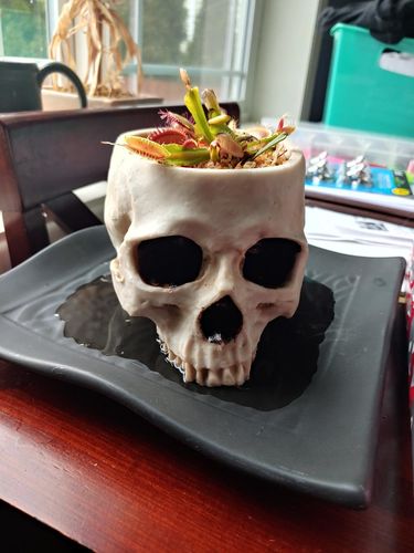 Customer photo review of Just Love Skulls Head Pot