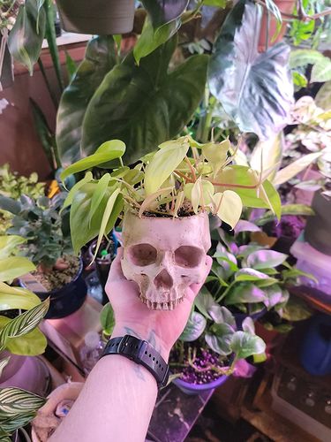 Customer photo review of Just Love Skulls Head Pot