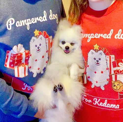 Customer photo review of Holiday Special Pet Custom Sweater