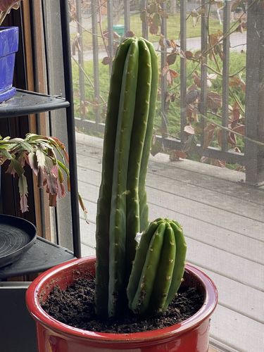 Customer photo review of San Pedro Cactus | Large | Echinopsis pachanoi
