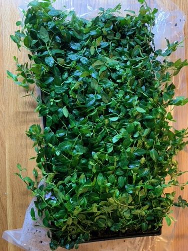 Customer photo review of Vinca Minor Bowles 50 count Flat