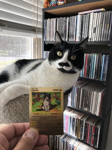 Customer photo review of Pokepet