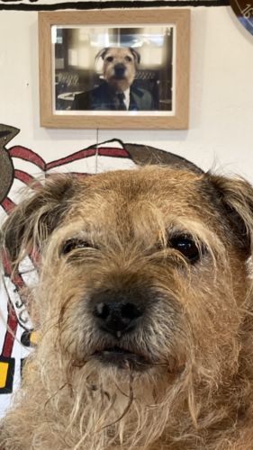 Customer photo review of The Publican - Custom Pet Portrait