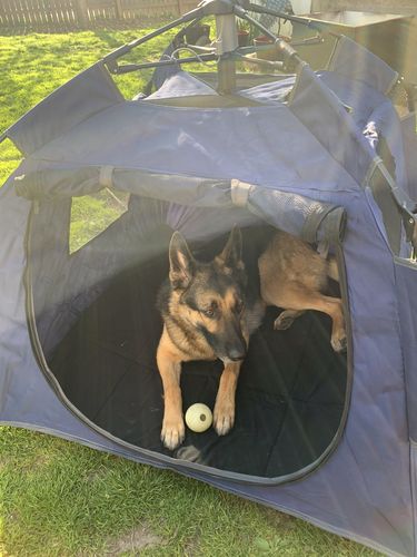 Customer photo review of Pop N' Go® Pets
