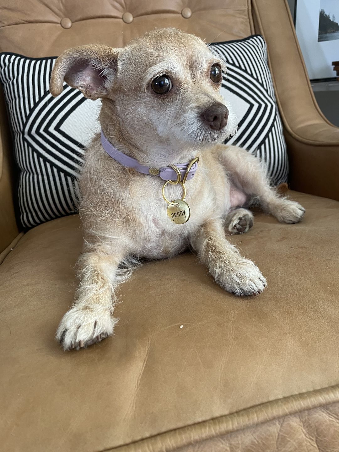 Customer photo review of Katmai Collar