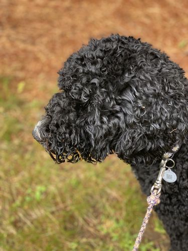 Customer photo review of Pink