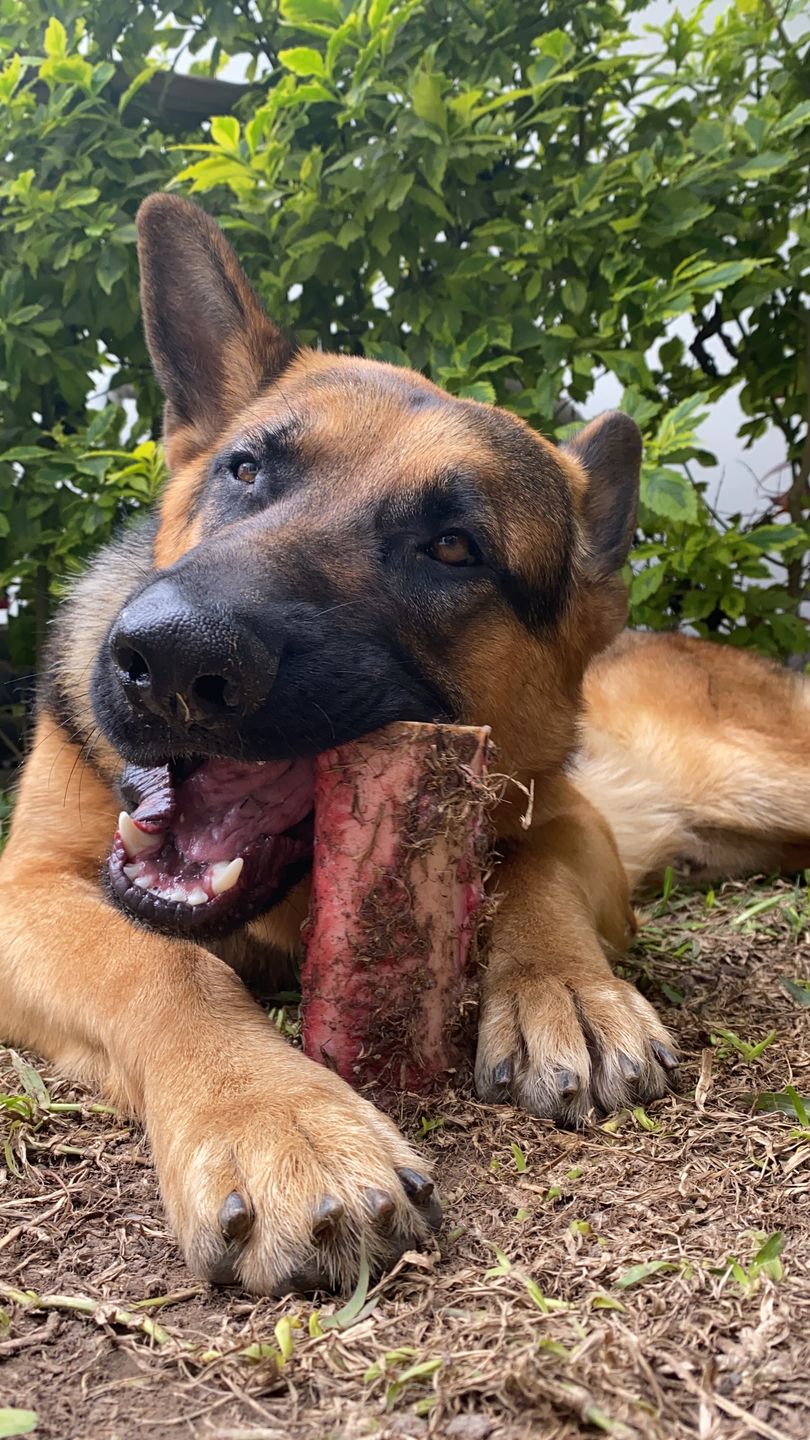 Customer photo review of 3x2 Barker Bones Small