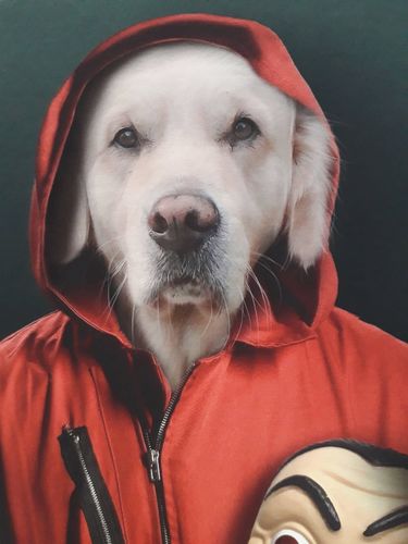 Customer photo review of The Masked Thief - Custom Pet Portrait