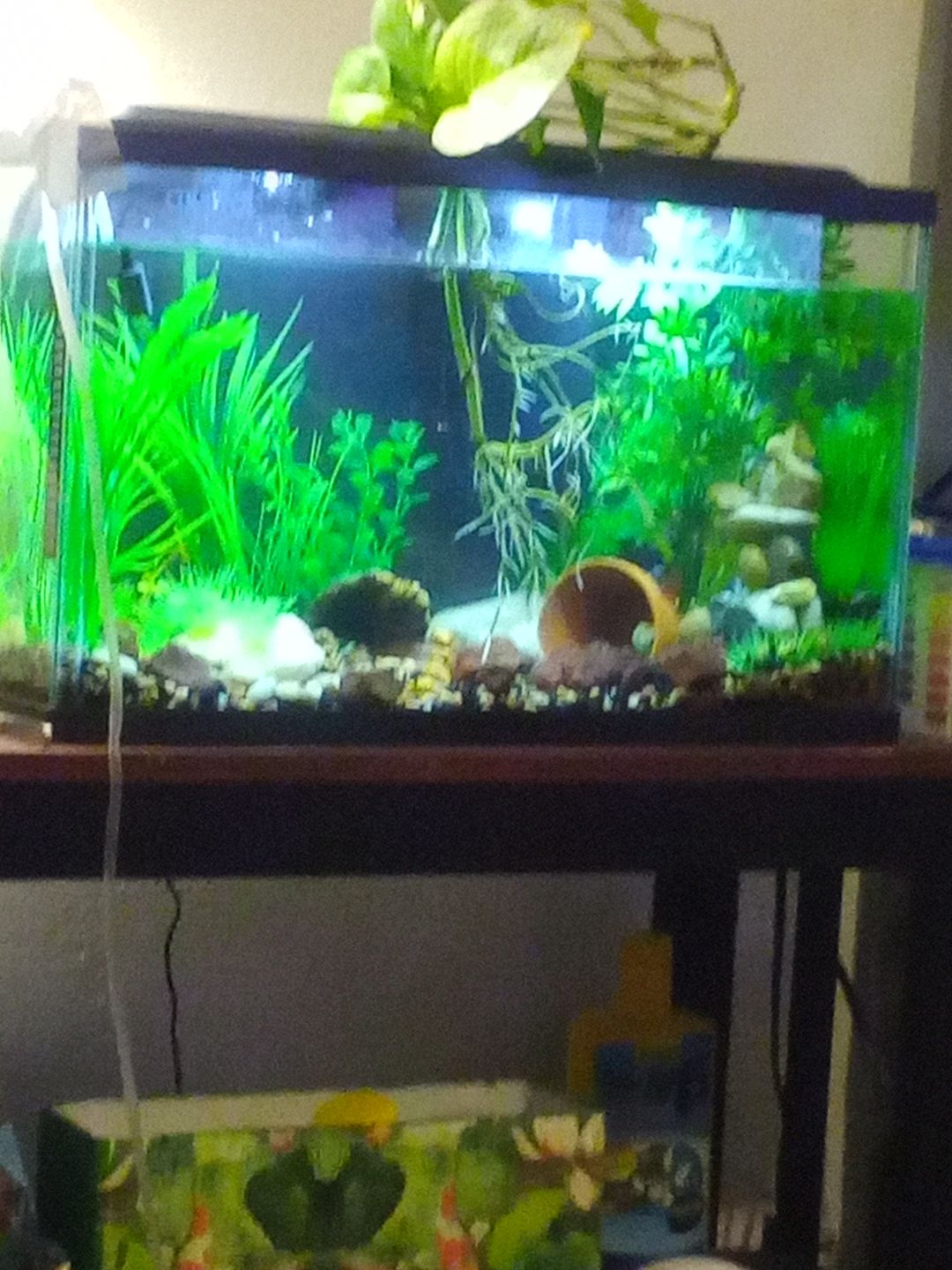 Customer photo review of FritzZyme 7 Freshwater Live Bacteria