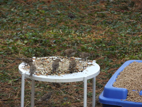 Customer photo review of Wild Delight Nut N’ Berry® Bird Seed