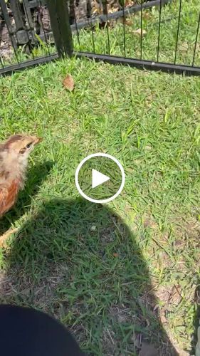 Customer video review of GrubTerra Dried Larvae