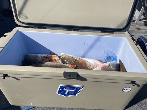 Customer photo review of ICEY-TEK 95 Quart Cooler