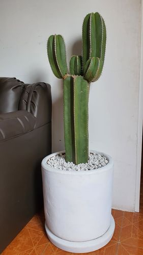 Customer photo review of Cactus Charro