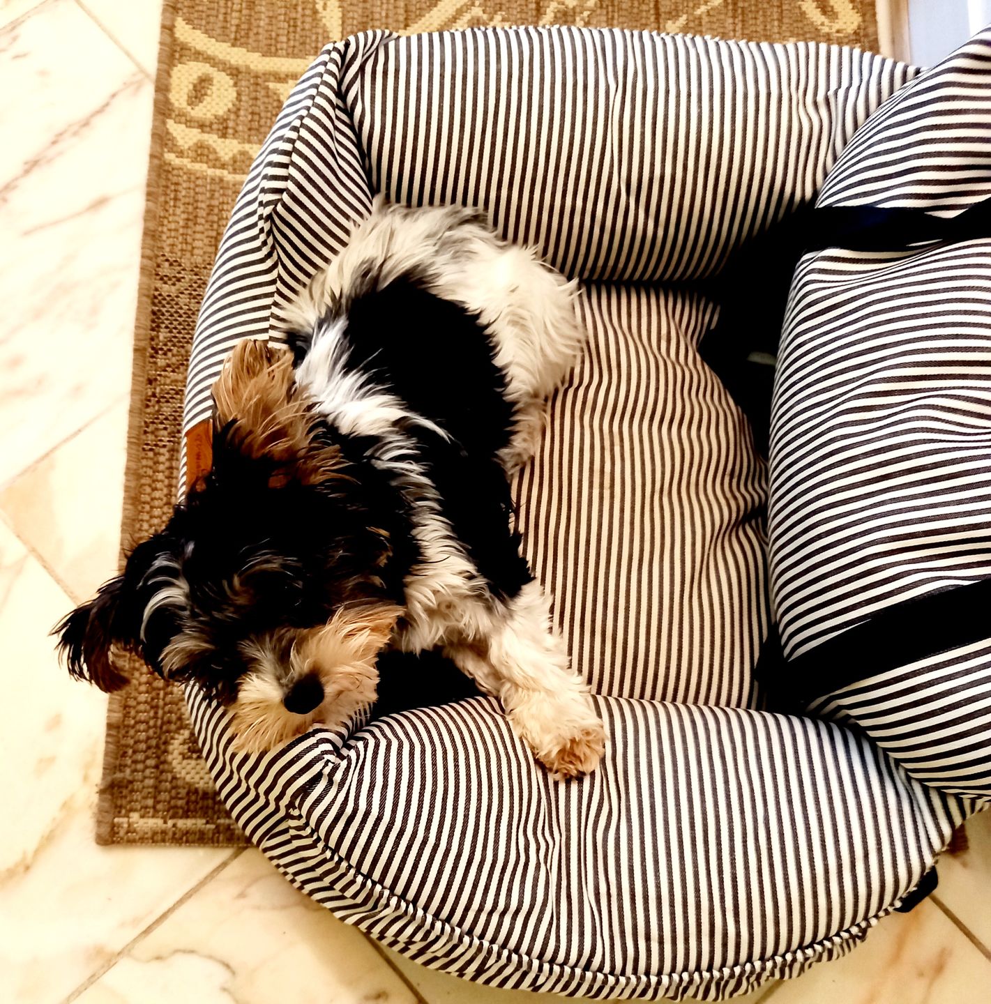 Customer photo review of Hunde Trinkflasche inkl. Futterbehälter