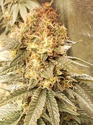 Customer photo review of Advanced Nutrients Overdrive (1-5-4)