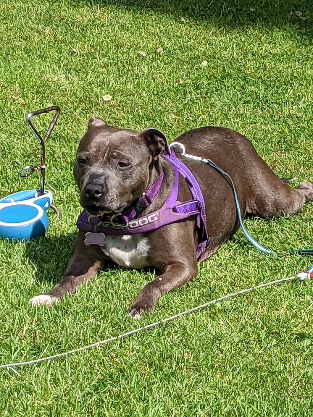 Customer photo review of Dog Spray