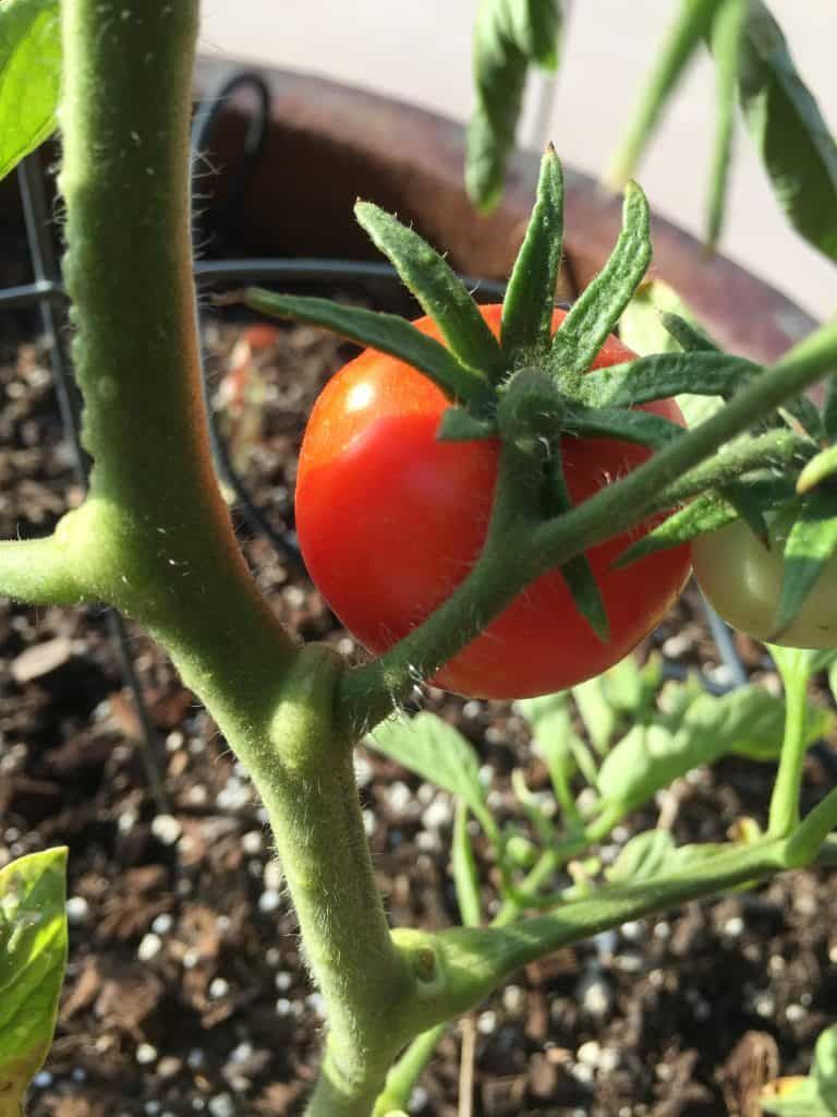 Customer photo review of Advanced Nutrients pH Perfect Grow